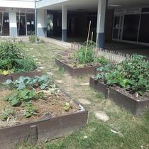 Bacs potagers participatifs Patio commerces Pont du Routoir Guyancourt (Juillet 2018)