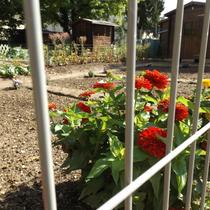 jardins familiaux du Clos St Antoine Versailles Habitat