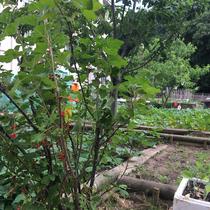 jardin potager partagé Bernard de Jussieu